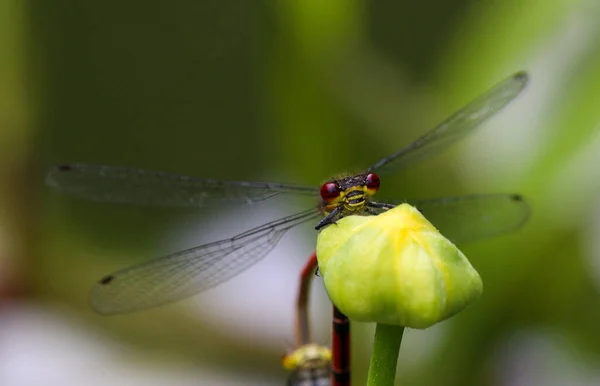 Μύγα Έντομο Dragonfly Odonata Και Πανίδα — Φωτογραφία Αρχείου