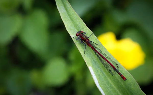 Fly Dragonfly Insect Odonata Fauna — Stock Photo, Image