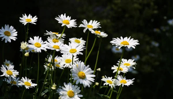 Margaridas Arquivado Flores Flora Verão — Fotografia de Stock