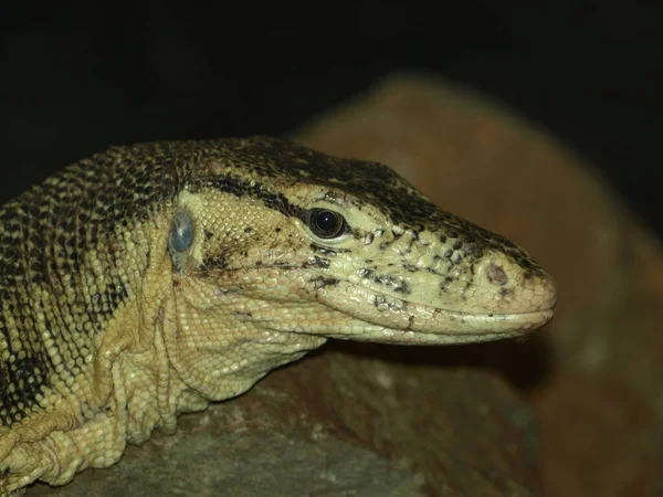 Vista Majestuosa Serpiente Pitón Salvaje — Foto de Stock