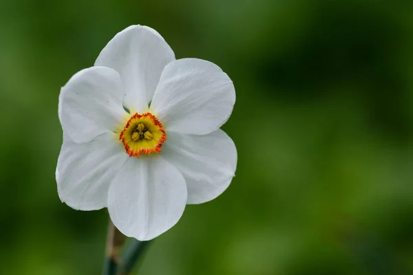 Beautiful Botanical Shot Natural Wallpaper — Stock Photo, Image