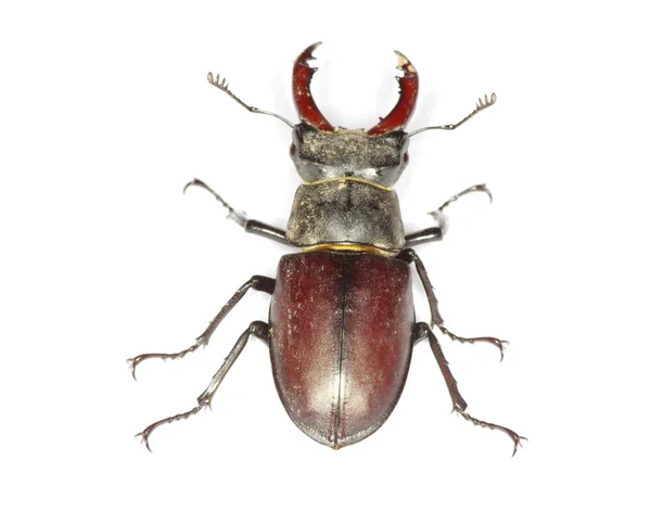 Stag Beetle White Background — Stock Photo, Image