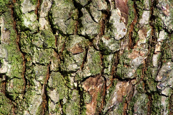 粗纹理背景的老树 — 图库照片