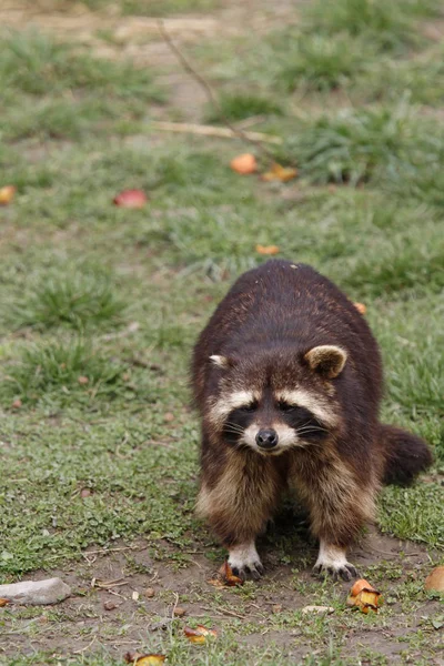 Raccoon Animal Mamífero Roedor — Fotografia de Stock