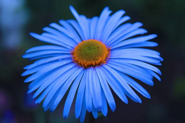 Όμορφο Σκούρο Μπλε Λουλούδι Χαμομηλιού Μαύρο Φόντο Φύση — Φωτογραφία Αρχείου