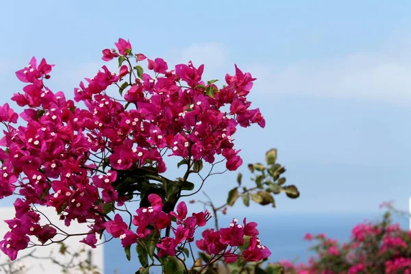 Île Santorin Grèce — Photo