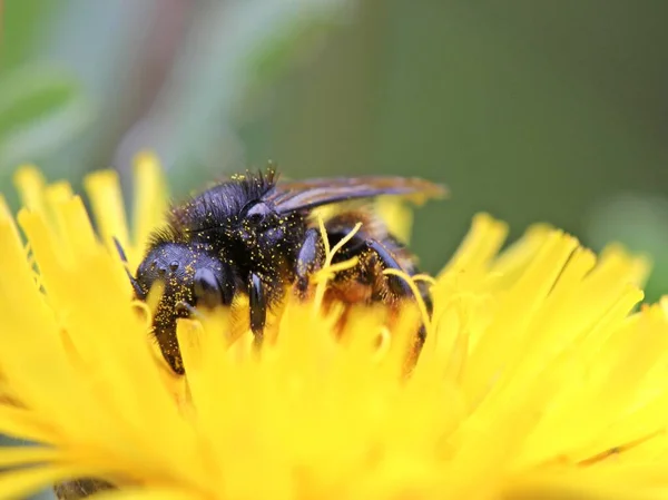 Porträt Einer Biene Osmia Spec Über Habichtskraut — Stockfoto