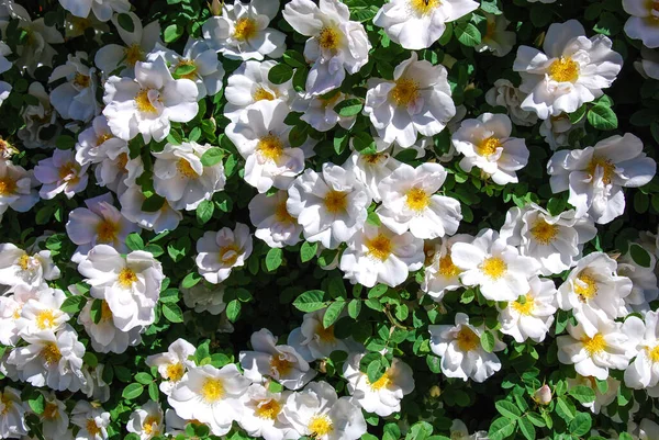 White Roses Climbing Wall — Stock Photo, Image