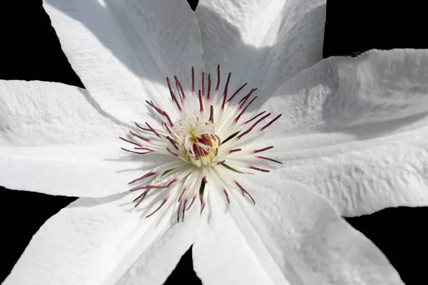Detailní Záběr Bílého Květu Klematidy — Stock fotografie