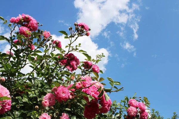 Les Fleurs Grimpant Rose Sur Fond Ciel Bleu — Photo