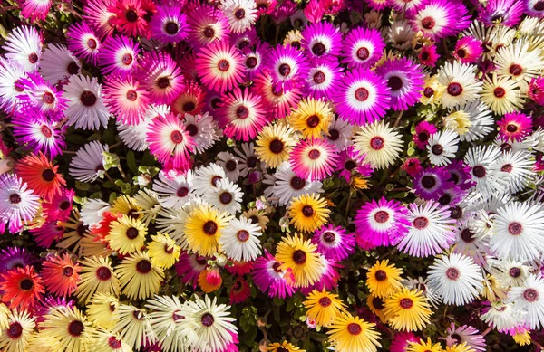 Margherite Fiori Petali Flora — Foto Stock