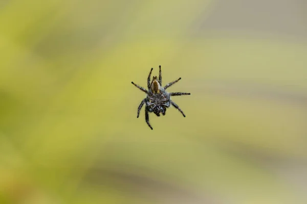Břišní Strana Černo Bílého Pavouka Zavěšeného Hedvábné Niti Vzduchu Zblízka — Stock fotografie