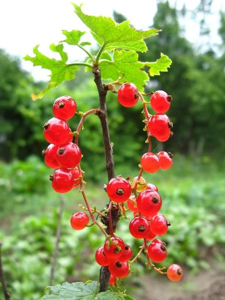 Beere Einer Roten Johannisbeere Hängt Strauch — Stockfoto