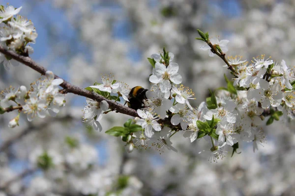 春に開花し枝に花を咲かせ — ストック写真