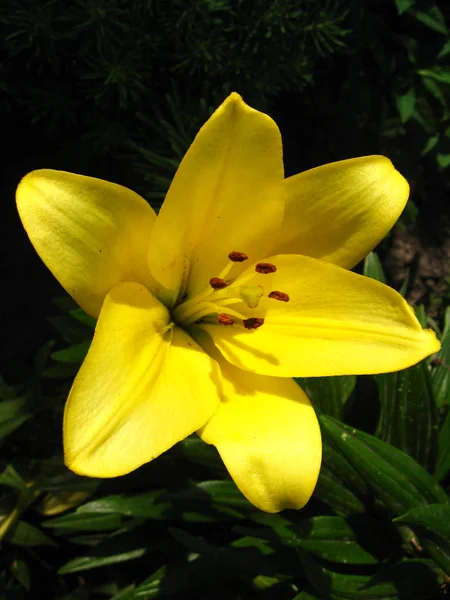 Wizerunek Pięknego Lellow Kwiat Lily — Zdjęcie stockowe