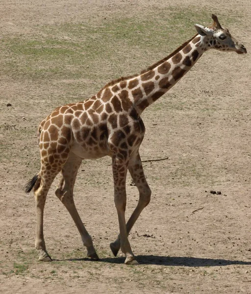 Groot Giraf Afrikaans Dier — Stockfoto