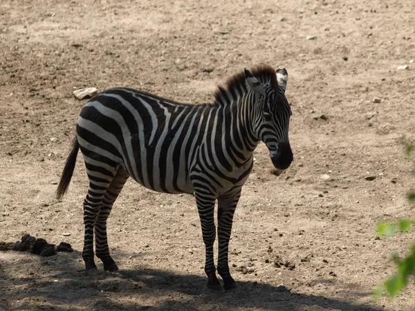 Africano Preto Branco Zebra Animal — Fotografia de Stock