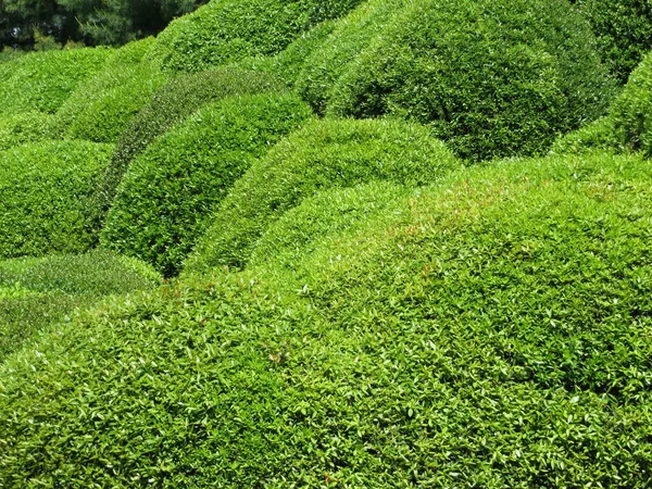 Bolas Buxus Sempervirens Buxus — Fotografia de Stock