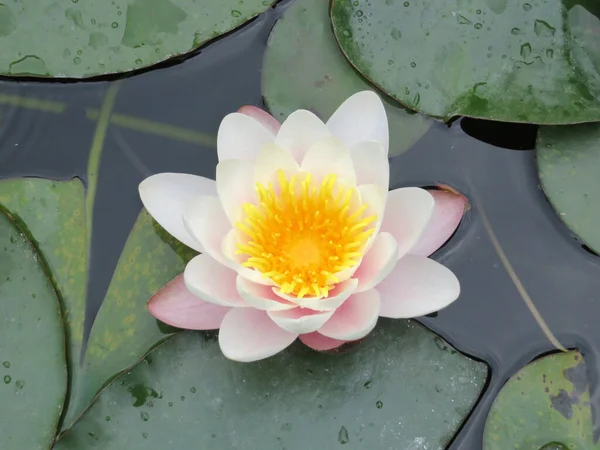Pink Water Lily Nymphaea — Stock Photo, Image