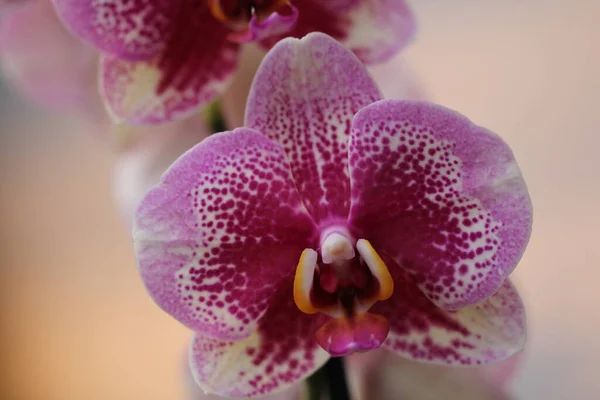 Frühling Orchidee Blumen Blühen — Stockfoto