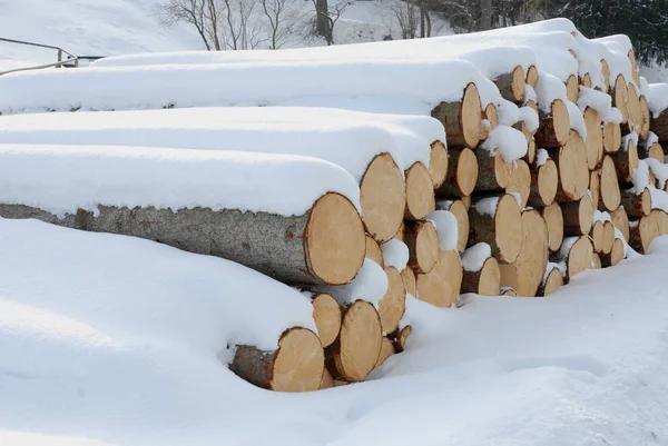 Troncos Árvore Inverno — Fotografia de Stock