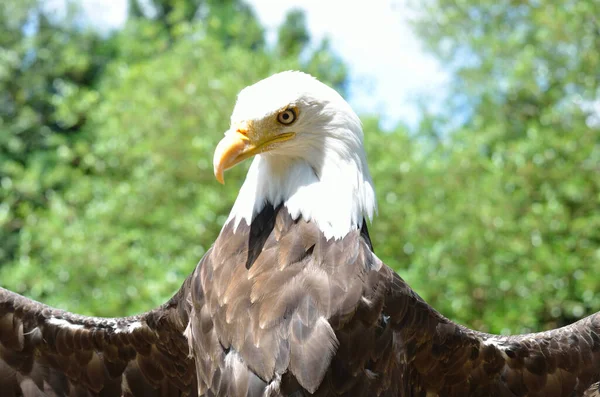 American Eagle Άνοιγμα Φτερά — Φωτογραφία Αρχείου