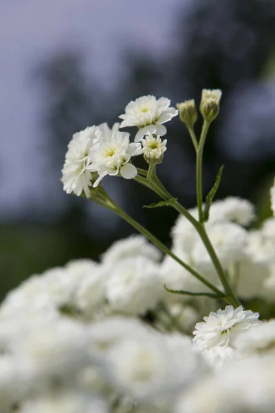 美しい花 花のコンセプトの背景 — ストック写真