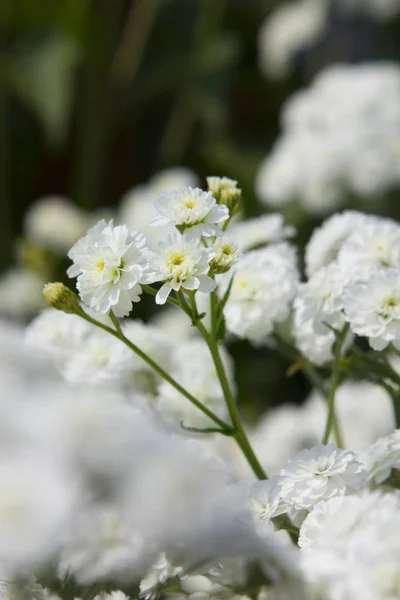 Beautiful Botanical Shot Natural Wallpaper — Stock Photo, Image