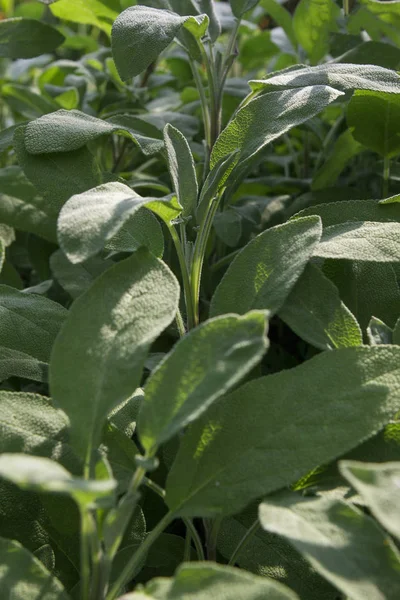 田里的绿叶玉米 — 图库照片