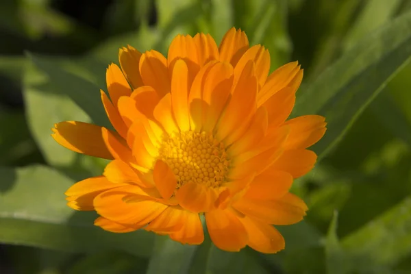 Pétalos Flor Caléndula Naranja Florece Flora — Foto de Stock
