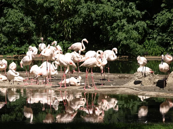 Pembe Flamingolar Doğal Arka Plan — Stok fotoğraf