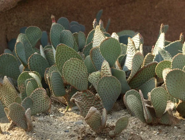 熱帯緑の植物や多肉植物 — ストック写真