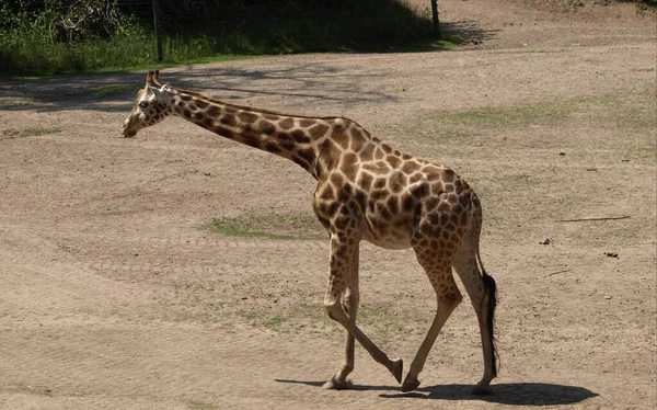 Giraffe Dier Het Wild Natuur Fauna — Stockfoto