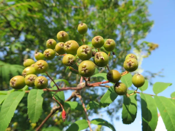 Yenilebilir Rowanberry Sorbus Aucuparia Edulis Moravica — Stok fotoğraf