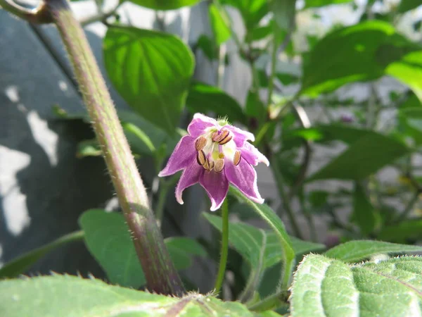 Cabai Mekar Capsicum Pubescens Red Manzano — Stok Foto