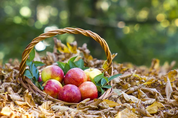 Pommes Fraîches Dans Panier Dans Jardin Automne — Photo