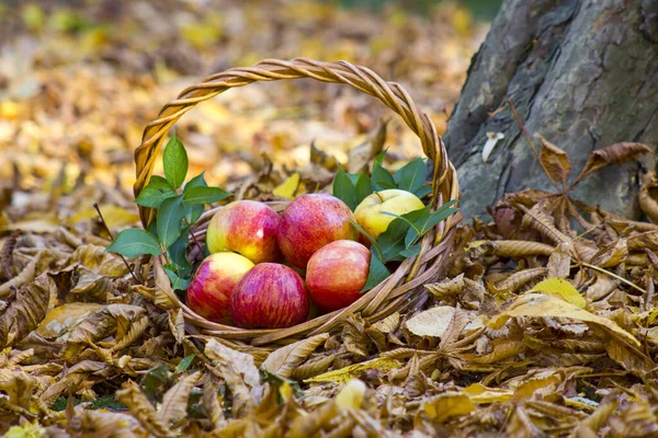 Manzanas Frescas Una Canasta Jardín Otoño — Foto de Stock