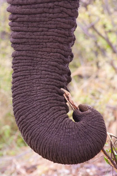 Imagen Cerca Tronco Elefante — Foto de Stock