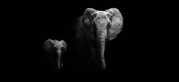 Image Noir Blanc Une Mère Bébé Éléphant — Photo