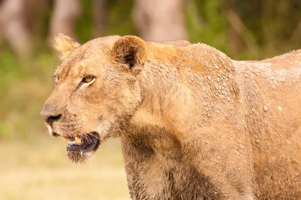Nahaufnahme Eines Wilden Afrikanischen Löwen — Stockfoto
