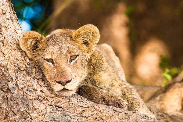 Gros Plan Sur Lion Sauvage Africain — Photo