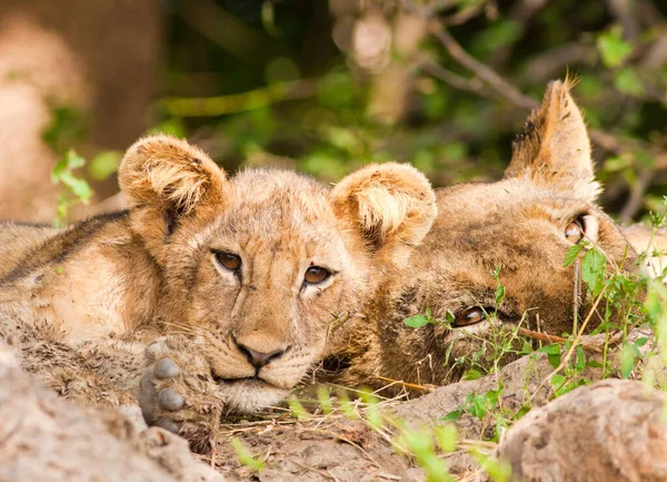野生のアフリカのライオンのクローズ アップ — ストック写真