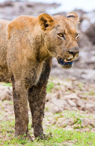 Nahaufnahme Wilder Afrikanischer Löwe — Stockfoto