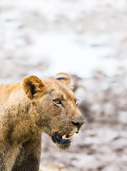 Închiderea Leului African Sălbatic — Fotografie, imagine de stoc