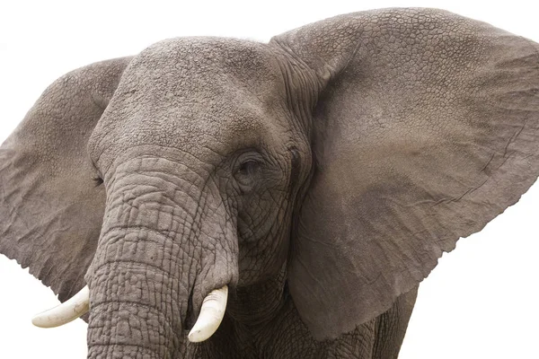 Éléphant Afrique Sauvage Isolé Sur Fond Blanc — Photo