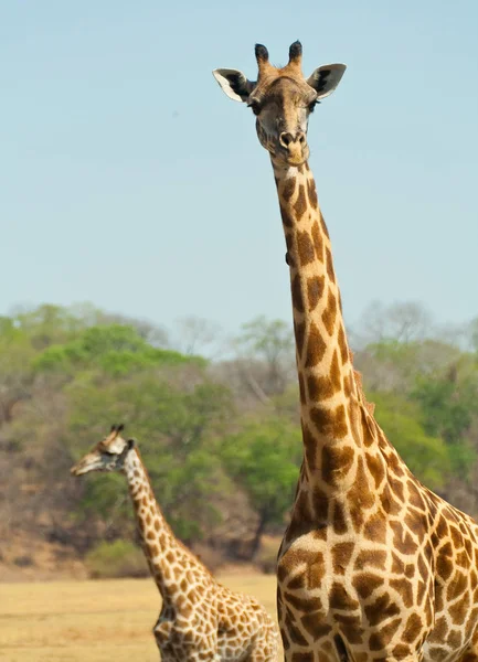 Savannah Girafa Animais Girafas Altas — Fotografia de Stock