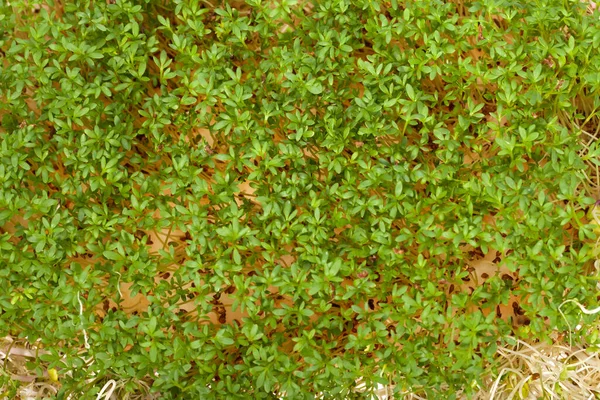 Fresh Alfalfa Sprouts Cress White Background — Stock Photo, Image