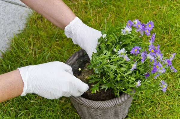 Repotting Jardim — Fotografia de Stock