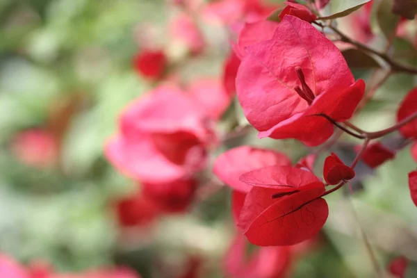 Бугаинвиллея Цветущие Розовые Цветы — стоковое фото