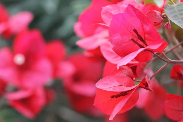 Bougainvillea Kvetoucí Růžové Květy — Stock fotografie